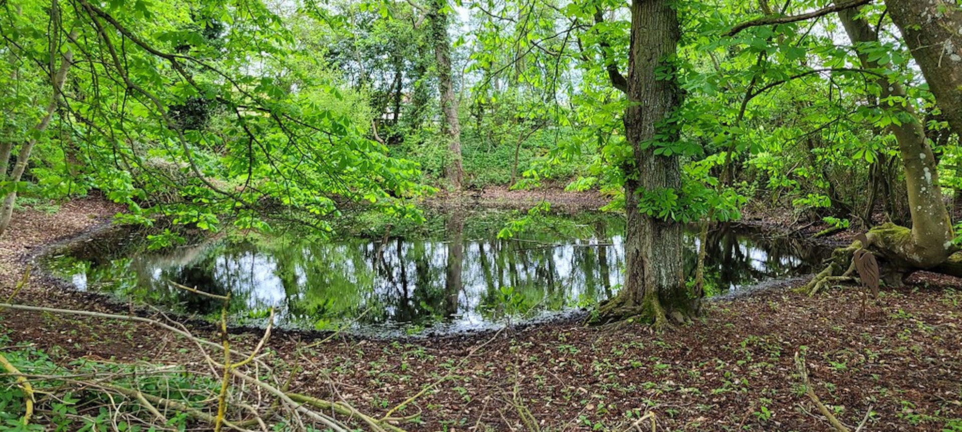A small woodland pond surrounded by trees in Suffolk, part of a Private Nature Reserve